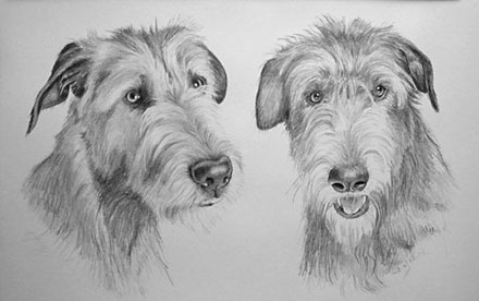 Hundeportraits Bleistiftzeichnung