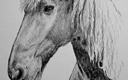 Pferdeportrait Bleistiftzeichnung